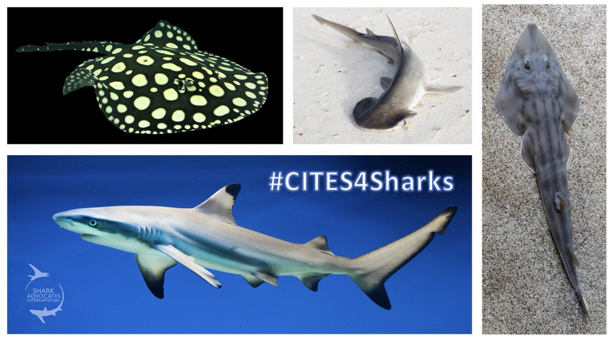 Shark Advocates (@sharkadvocates) on Twitter photo 📣#CITESCoP19 🦈 Recap: All 4 elasmobranch App. II listing proposals have been adopted in Committee: Requiem sharks, hammerheads, guitarfishes & freshwater stingrays. Decisions need to be finalized in Plenary. Congrats to all involved in this huge & historic #CITES4Sharks effort! 📣#CITESCoP19 🦈 Recap: All 4 elasmobranch App. II listing proposals have been adopted in Committee: Requiem sharks, hammerheads, guitarfishes & freshwater stingrays. Decisions need to be finalized in Plenary. Congrats to all involved in this huge & historic #CITES4Sharks effort!