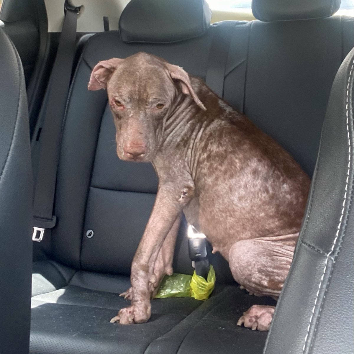 projetojpp's tweet image. acabamos de resgatar cientes que não temos a mínima condição, mas como deixar ela lá acorrentada em uma árvore no sol de 12h? 

Descartada, como se fosse um objeto inútil, no momento que mais precisava. Isso é justo? É uma vida… tem um coraçãozinho que bate ali dentro 😭