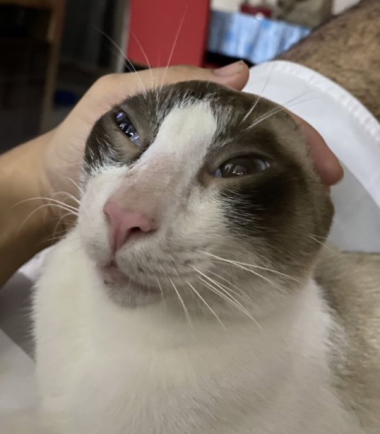 Cats with their heads held back (@catsheld) on Twitter photo 
