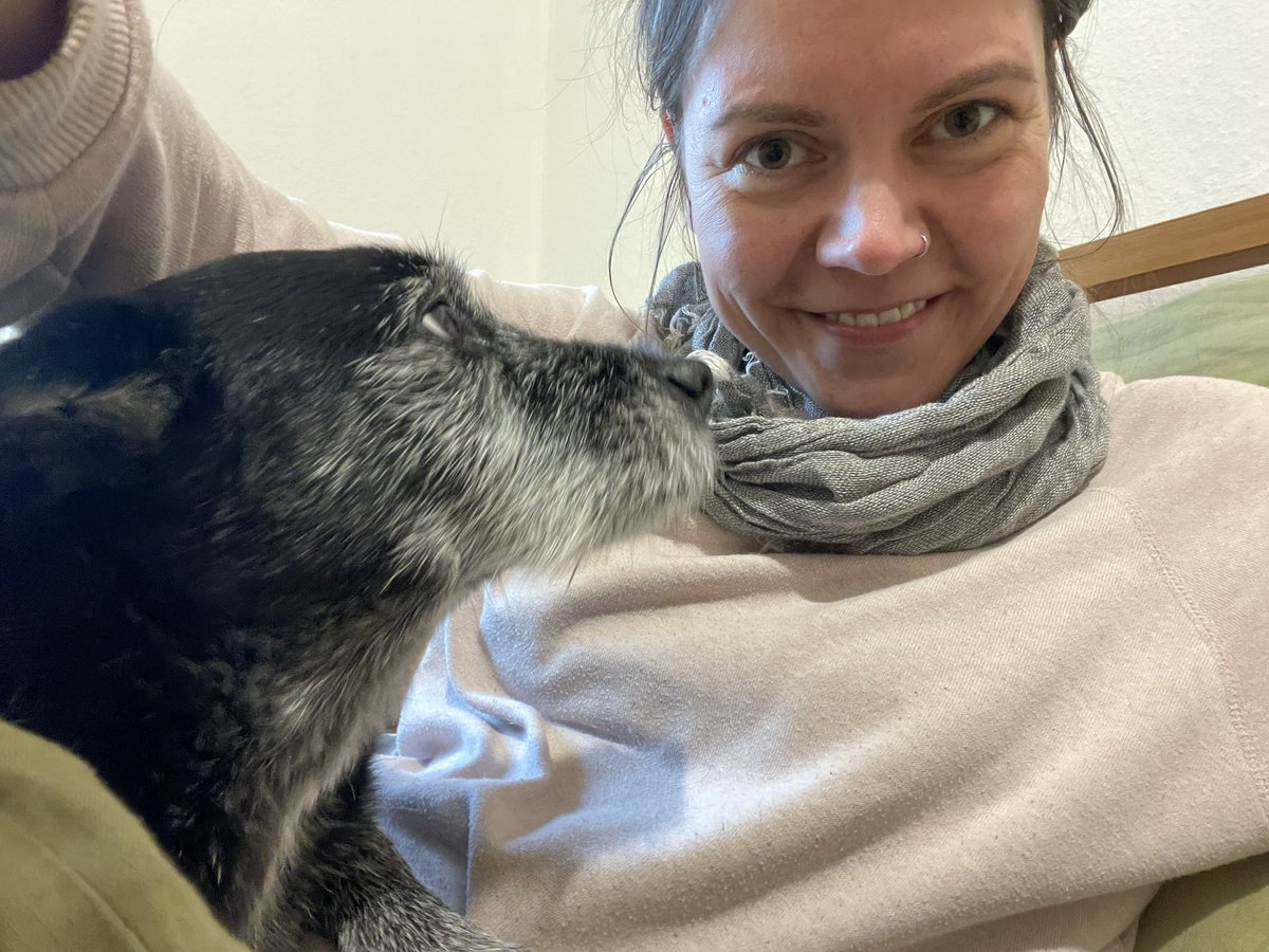 FHillemann's tweet photo. not long now until the family is reunited 💕 #TwoBodyProblem #LongDistanceRelationship
(dogs were separated because of increased rivalry and for logistical reasons. both dogs loved being the sole receiver of attention under this experimental constellation) https://t.co/m8yEjM5dDp