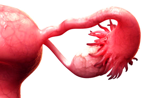 LifeLineCellTec's tweet photo. Lifeline Cell Technology is proud to share this investigative study of biomarkers for early detection of High-grade serous ovarian cancer (HGSOC). #researchinaction #lifelinecelltechnology #cellculture #ovariancancerresearch #epithelialcells

https://t.co/LRWaUcO4ba https://t.co/Ox22DS3JlY
