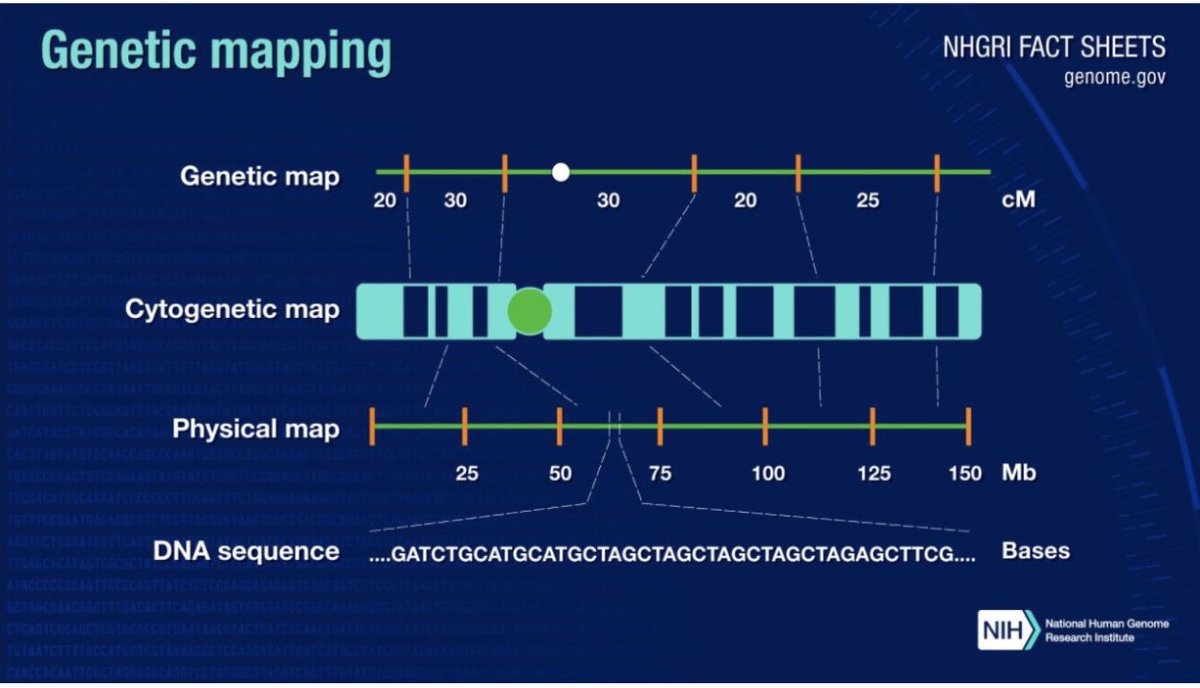 NHGRI_Director's tweet photo. One of the early goals of the Human Genome Project was to develop high-quality genetic maps of each human chromosome. Genetic maps can be used by researchers to search for genes that, when mutated, can cause human disease. https://t.co/yabWjmgYqY https://t.co/ZcaXiqtxof