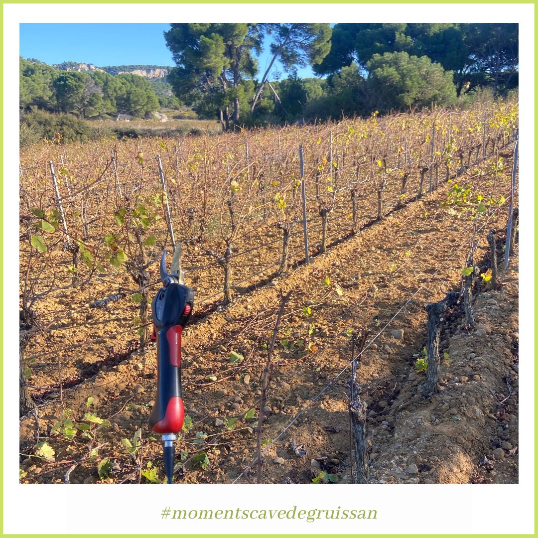 CavedeGruissan's tweet photo. Les saisons se suivent: une nouvelle campagne de taille démarre dans le vignoble coopératif gruissanais. Vigne de muscat petits grains, Domaine de Bertheliers, La Clape, Gruissan.
@photo Dimitri Tavallo
#momentscavedegruissan #vingnoblegruissanais #gruissan #mygruissan #laclape https://t.co/klGGrsfi0H