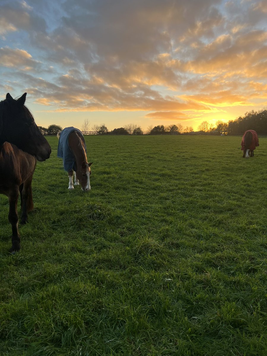 CatheyBabey's tweet photo. The Mares enjoying the sun set…Tia jealous others have rugs 🤣 #welshcobs #retired https://t.co/D2sQ2ht4xO
