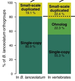 GenomeBiology's tweet image. Using a high-quality amphioxus genome, @mbv_marina, @marc_rr &amp;amp; co examine the history of small-scale gene duplications. Amphioxus did not have a whole-genome duplication like vertebrates, small scale duplications occurred at similar rate to vertebrates genomebiology.biomedcentral.com/articles/10.11…