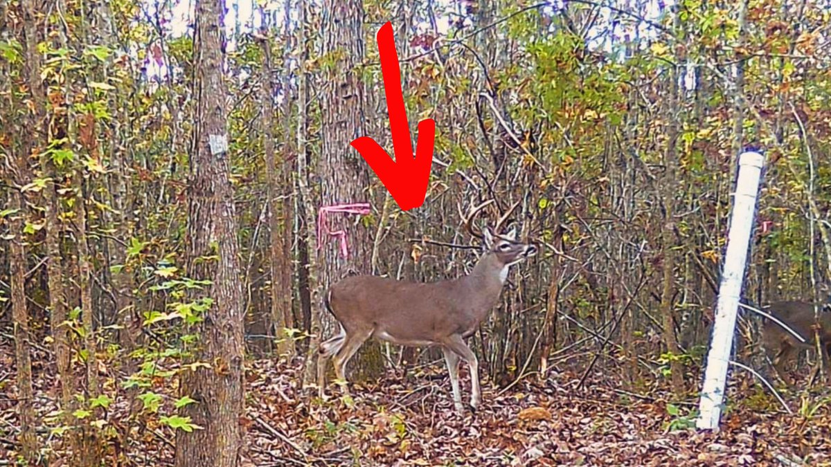 BreamBassBeyond's tweet photo. Changing up the pace a little with this newest video! Be sure to head on over to the Bream Bass &amp; Beyond @youtube channel to check it out! #hunting #deerhunting #whitetaildeer #deerseason2022 #alabamawhitetails #alabamadeerhunting #bigbuck #nature #outdoors https://t.co/eixXBbTDbT