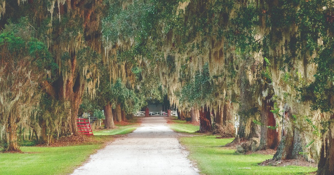 GADeptofTrans's tweet photo. Georgia’s Historic Effingham-Ebenezer Scenic Byway provides travelers with 60 miles of oak-lined streets, rolling grasslands, and scenic river vistas. It takes visitors back in time through the storied history of Effingham County.
💻 #GeorgiaMilepost - https://t.co/rUn6wIgsEk https://t.co/HrWrA5d7b9