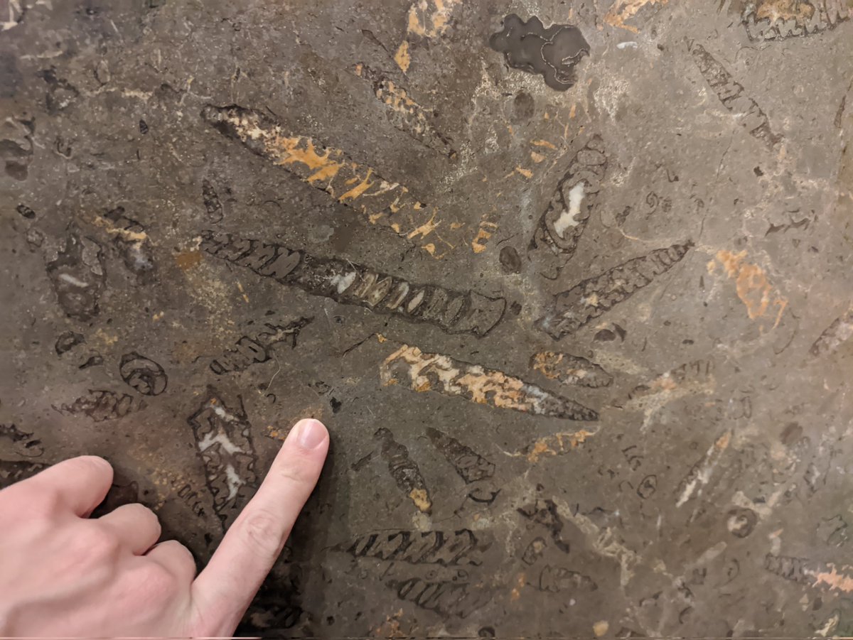 La exclusiva roca de gasterópodos de <a href="/_nerinea_/">Nerinea</a> , del Jurásico de Castellón. 

En la via dell'independenza de Bologna, Italia.
<a href="/Paleourbana/">Paleourbana</a> @pavementgeology