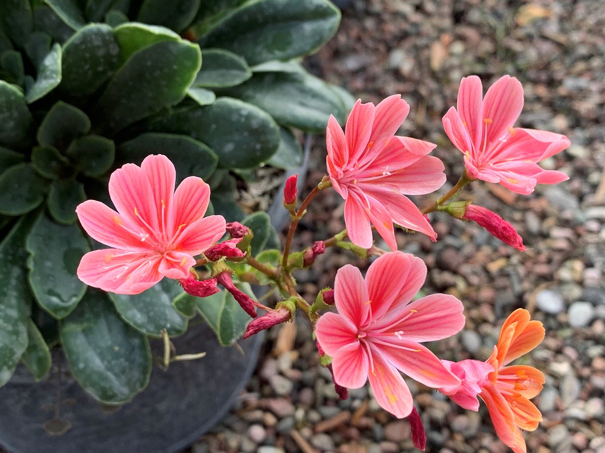 WyevaleNurs's tweet photo. #NEW to us this year is Lewisia cotyledon ‘Constant Coral’. Glorious coral pink flowers with cream edges are produced in abundance from #spring to #autumn. #EasyGrow, it reblooms time & time again. Great for gardeners of all abilities. #GardenCentres order now for spring 2023. https://t.co/9R4rOOEOi4