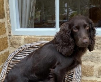 millypod1's tweet photo. COCO IS HOME SAFE. THANKS FOR RT's 😊🐕🐾
🆘16 NOV 2022 #Lost COCO #ScanMe
Chocolate Cocker Spaniel Female
Brixworth Road #Creaton #Northampton #NN6
SIGHTINGS PLZ ☎️**
https://t.co/pOwrgVOljd https://t.co/Ao9Ipr1yRB