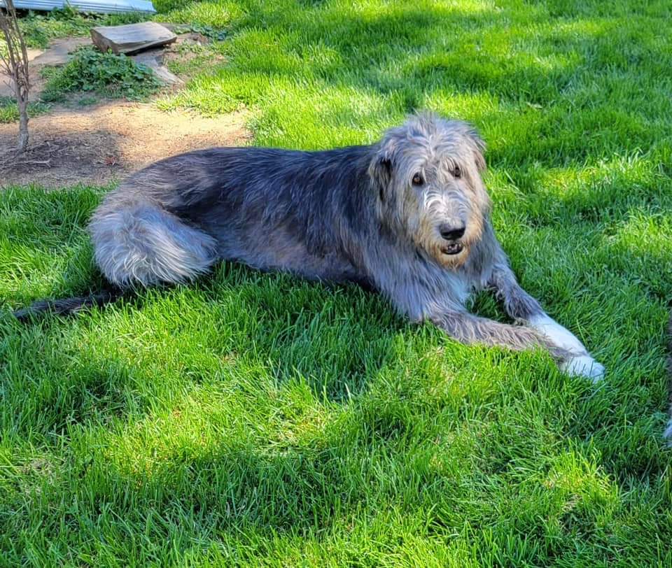 #MetisPets  Meet Aladar 🐾 

Aladar is a hefty, handsome 182 lbs Irish Wolfhound with plenty of love to give! He was the perfect early birthday gift for one of our coworkers, and we welcome him to the Metis Crew with open arms 🤗!