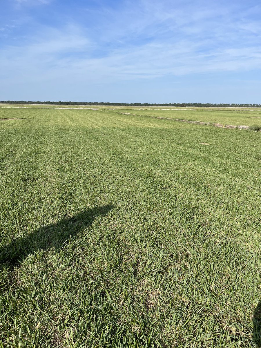 Follow up Friday. NK Green 22-0-12 vs “other”. The picture speaks for itself. Spread at 1 lb of N per 1000 a couple of weeks ago <a href="/TurfBeard/">Brian Grill</a> #boardtheship