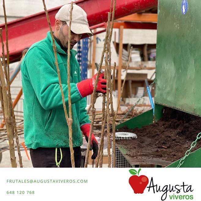 augustaviveros's tweet photo. En #AugustaViveros estamos inmersos en plena #campaña de #frutales en #bolsa y #maceta. 

Un trabajo que realizamos con mucho cuidado y dedicación 

📲 976 885 198 
📧 frutales@augustaviveros.com 

#temporada #frutatemporada #agriculture #agricultura #agriculturafamiliar https://t.co/GBULddSNge