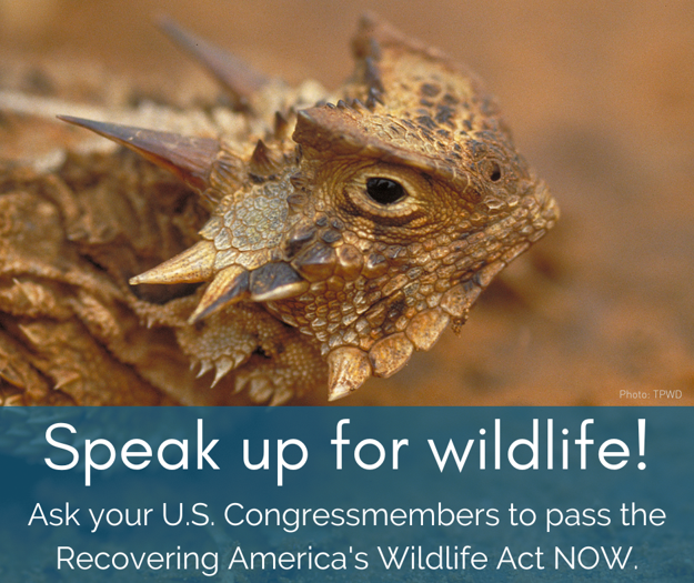 Bexar Audubon Society tweet media