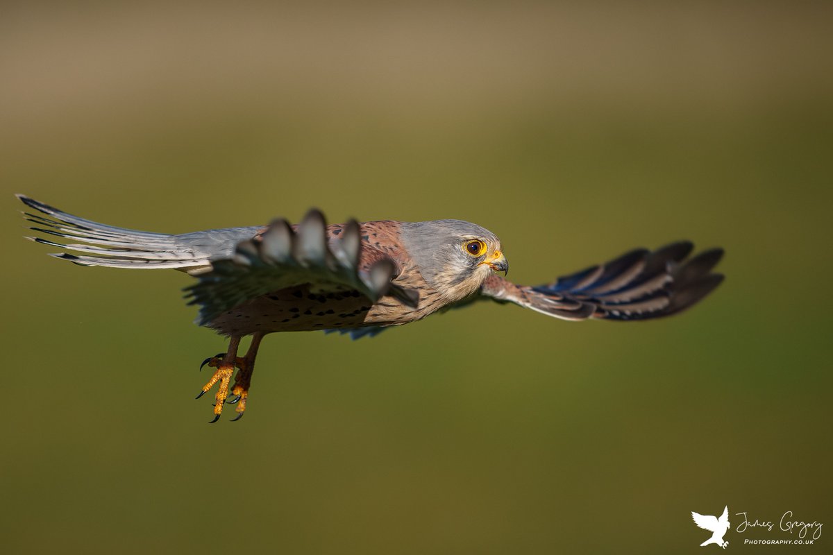 Male Kestrel on a flypast
(Yorkshire, Uk)

#commonkestrel #eurasian #birdsseenin2022 #birdwatching #TwitterNatureCommunity #rspb #ukbirds #naturelovers #Springwatch #BBCCountryfileMagPOTD #BBCWildlifePOTD @SonyAlphaShots @Natures_Voice