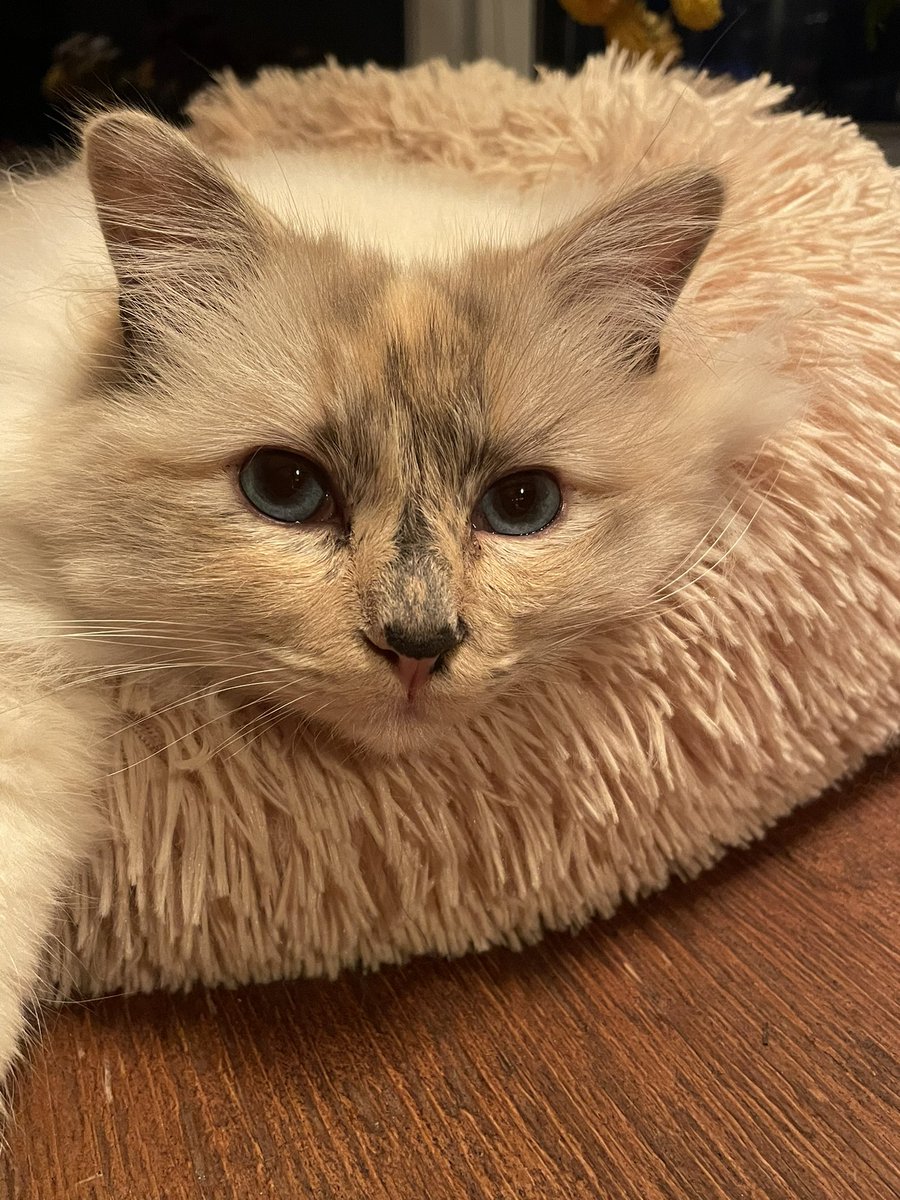 Ik moest even kijken naar tweevoeter….#fotoooo