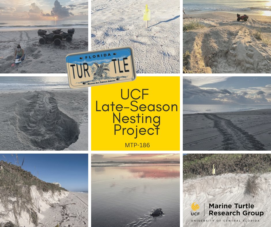 erin_seney's tweet image. Hurricanes have added challenges to the #UCFTurtleLab’s late-season work, but extra surveys &amp;amp; nests marked for Yr 2 #SeaTurtleGrantsProgram award (funded by #SeaTurtleLicensePlate) have helped better assess nest loss from storms + viability &amp;amp; incubation of late-season nests.