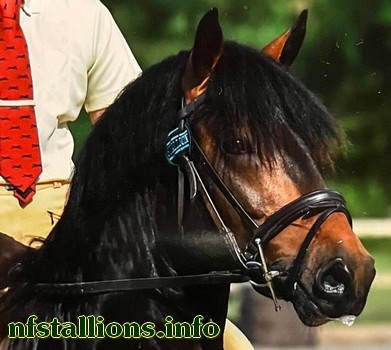 nfstallions's tweet photo. Pauls Lane Bramble added
https://t.co/rupRBT1x11 #nfstallions https://t.co/t9auEhK4GQ