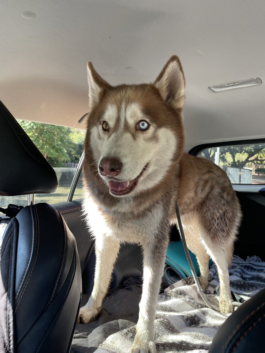 ashleyalman's tweet photo. LA: while we’re still here, found this pup hiking Debs in Highland Park this morning. No collar but clearly someone’s pet - friendly, fed, groomed (only dirty because he went for a swim in the pond 🤣). Please reach out if you recognize him! https://t.co/dDgd25wbf4