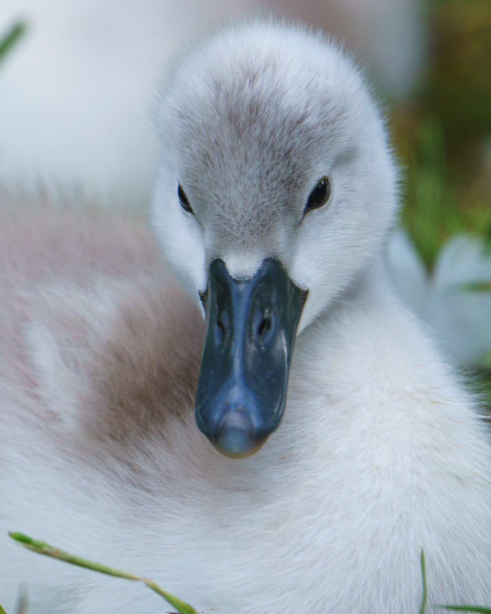 Cygnet 
-
-
#Cygnet #cygnets #swan #muteswans #beautiful #cute #white #closeup #animals #wildlife #photographer #wildlifephotography #wildlifephotographer #swanphotography #amazing