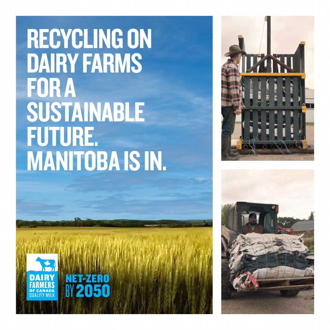 Canadian Dairy Farmers are leaders in sustainability. Recycling on dairy farms is one way of working towards a net-zero future. 
dairyfarmersofcanada.ca/en/sustainabil… 

#lovecanadianmilk #FarmersForCanada #choosecanadianmilk #qualitycanadianmilk #Netzero2050