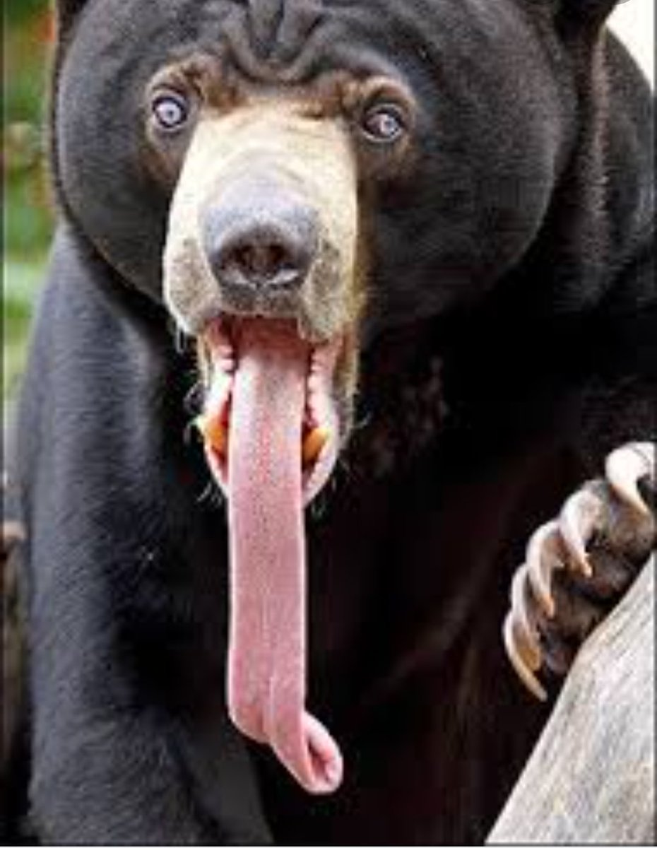 Hank Pine tweet media