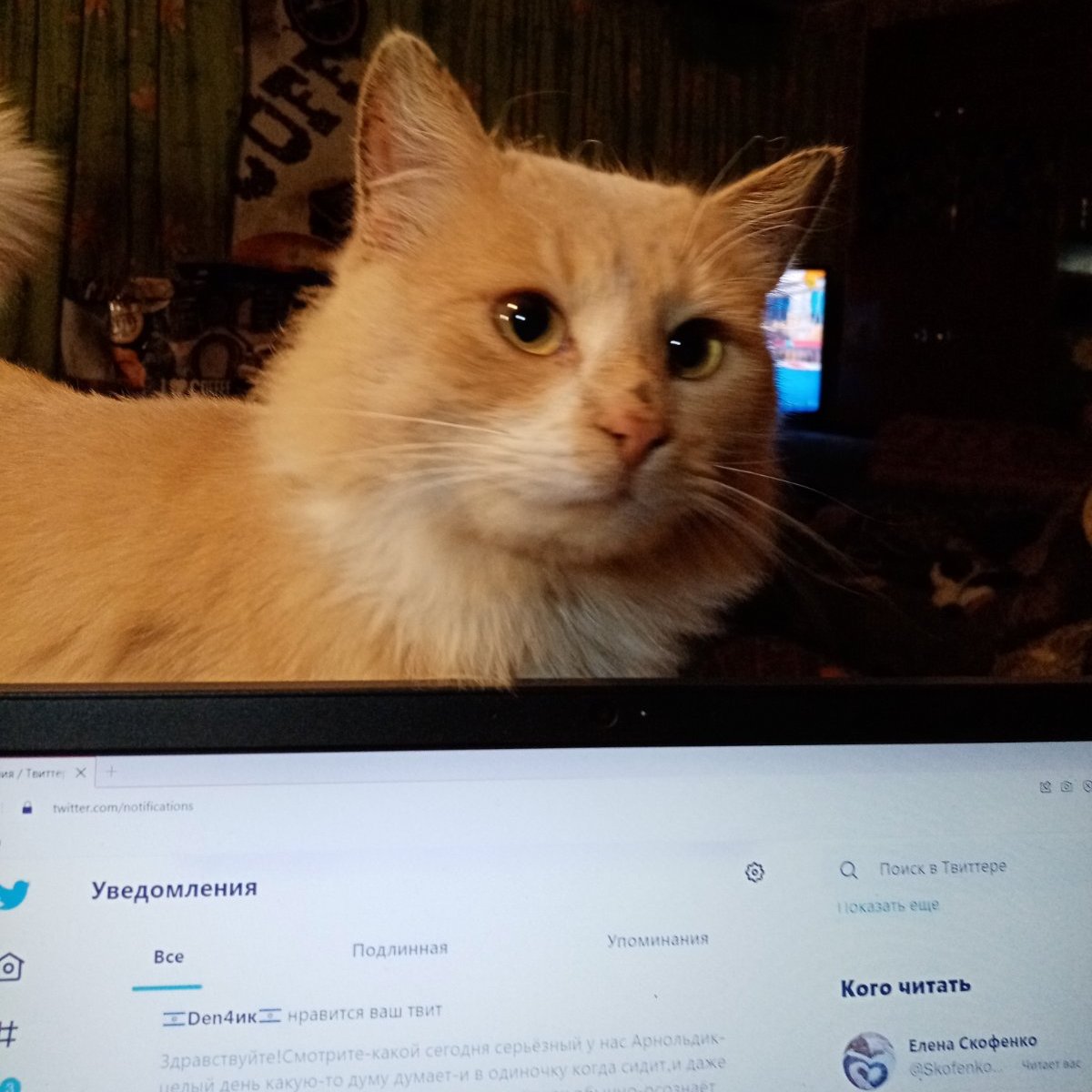 Кот Шурик из Беловежской пущи и его большая семья on Twitter: \"Только я ...