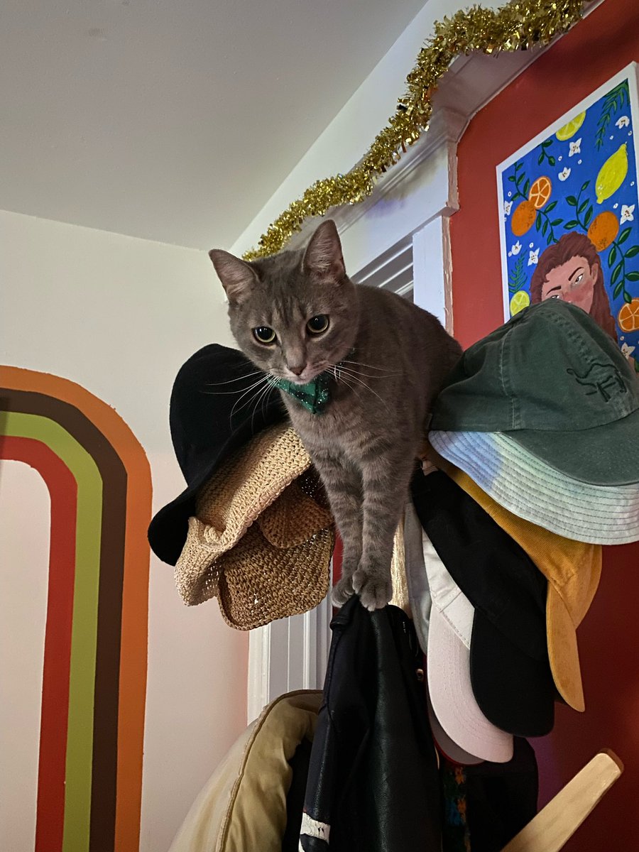 how i greet the hoomans when they come home #CatsofTwittter #clem #clementine #FYP #cats #catlover #catlife #welcomehome #FridayMotivation