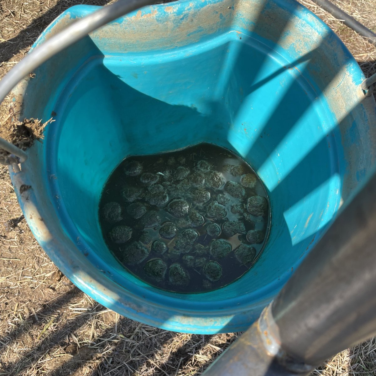 I know horses aren’t capable of pettiness but this just FEELS personal