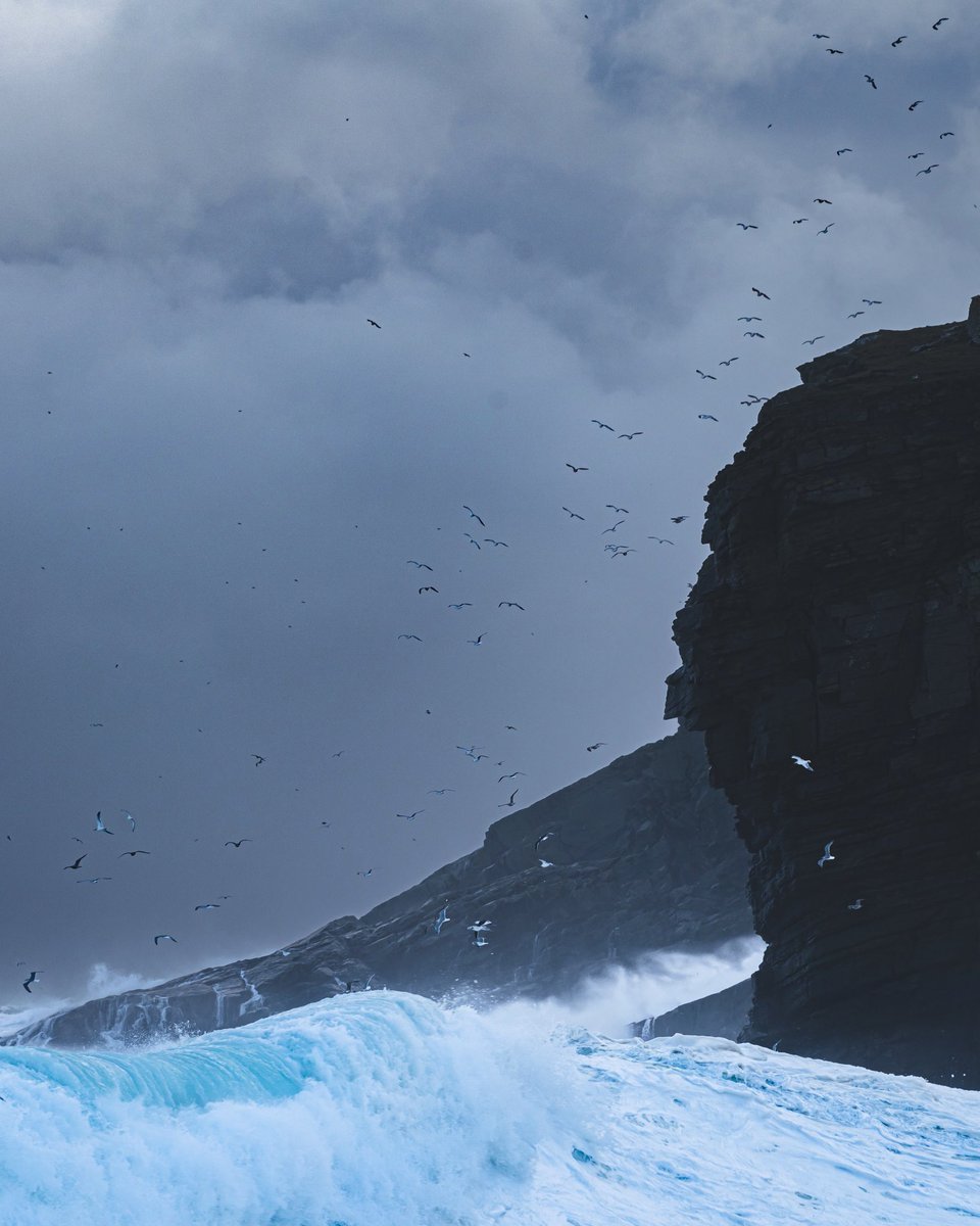 Storm birds - the dark and stormy season is in full swing here in #Shetland