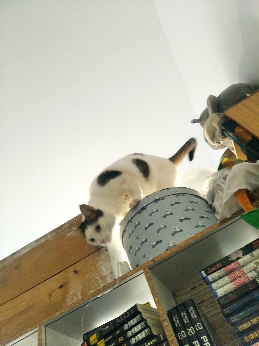 RonMagellan's tweet photo. Les coupains, je crois le twitwi il est en train de tomber par terre. https://t.co/yAb6f7CsJx