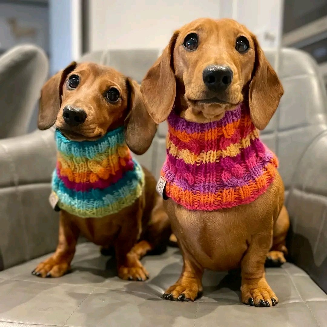dachshundst's tweet photo. #Dachshund #Dachshunds https://t.co/EKtvbVNijj