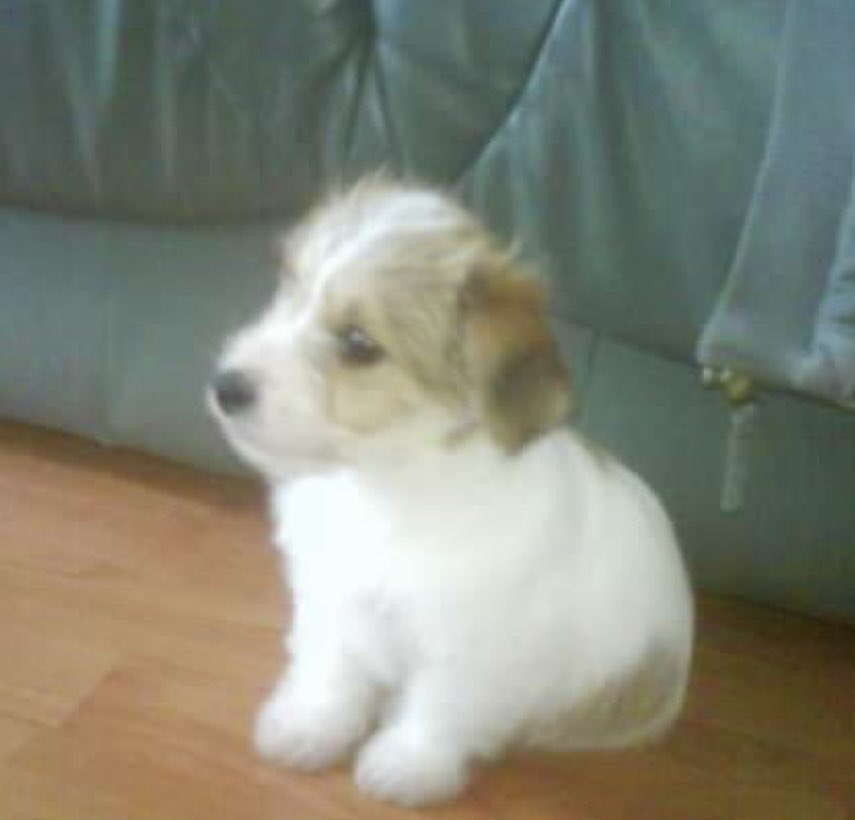 calliejaynex's tweet photo. nothing prepares you for losing your dog </3 my best friend for 16 years, rip my kendall x https://t.co/caVqH2hDW0