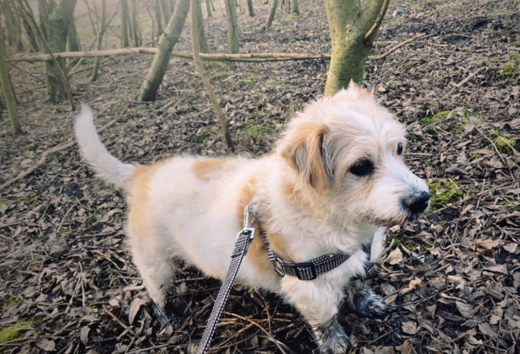 calliejaynex's tweet photo. nothing prepares you for losing your dog </3 my best friend for 16 years, rip my kendall x https://t.co/caVqH2hDW0