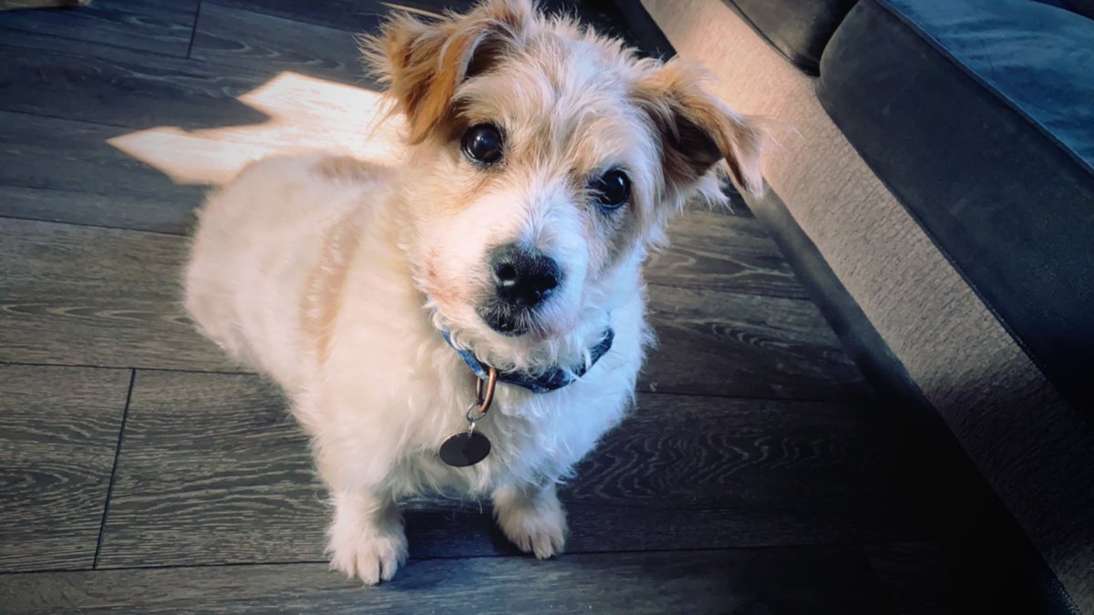 calliejaynex's tweet photo. nothing prepares you for losing your dog </3 my best friend for 16 years, rip my kendall x https://t.co/caVqH2hDW0