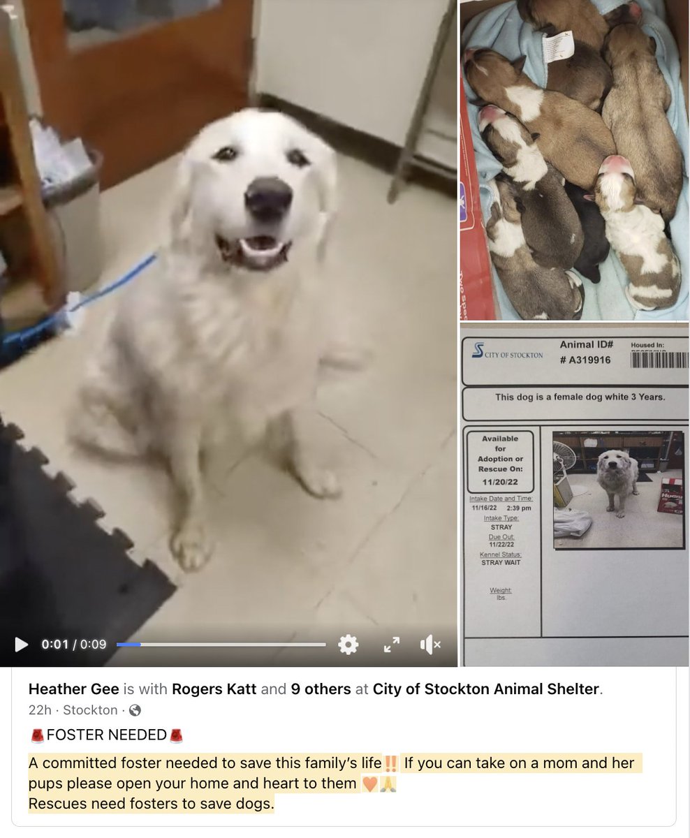 Furry Friends Rescue tweet media