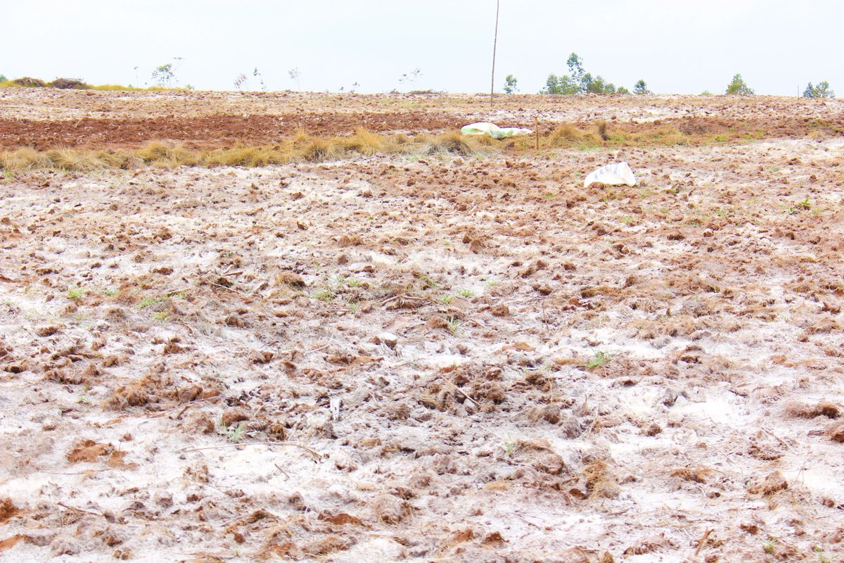 #Soils are essential to #PlantNutrition, healthy ecosystems, and #agriculture. However, the impacts of #climatechange, including heavy rainfall, lead to #SoilErosion. Learn more from Micael Beun, @IFDCGlobal's Country Representative in #Burundi: buff.ly/3TWydzG