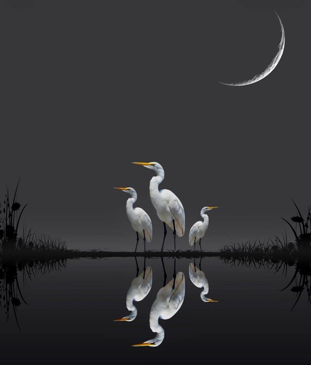 ruben_corella's tweet photo. #noghttime #nightlandscape #agua #aves #moolover #fauna #landscapes #water #nuit #notte #noite #NightPhotography #night #nature #belleza #luna #beauitiful #FelizSabado #SaturdayMotivation https://t.co/CspnWVUTk8