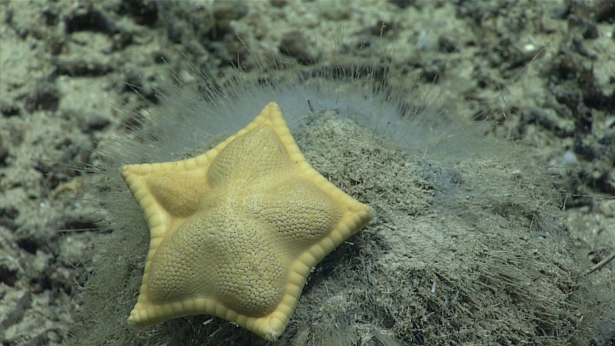 Back with another lil dood of the day,   the ravioli starfish! The ravioli starfish can be found in the southeastern of the Atlantic Ocean!
Fun fact: Little is known about these starfish because of how rare and elusive they can be :)
Happy Friday treat yourself!! ♡♡♡