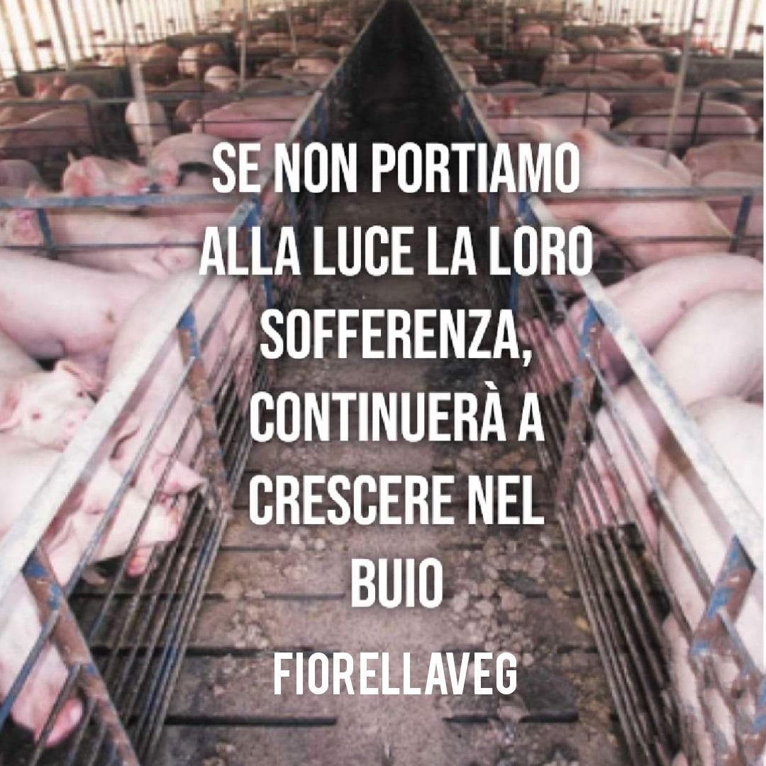 FiorellaArcodi1's tweet image. La compassione è la più importante e forse l’unica legge dell’umanità.

F. Dostoevskij
❤️
La differenza é solo negli occhi di chi guarda.
#antispecismo #govegan #GoHuman 🙏