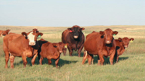 AgHank_1's tweet photo. BOXED BEEF: The average load count (pm) so far in 2022 is 123.3. The high was 217.6 loads on September 7th and the low was 60.7 loads on February 11th.

https://t.co/MMani1xRaa

#cattle #beef #aghank #agteachersrock #nebraska #sandhills #farmkidzrock https://t.co/qfqoyn9W6y