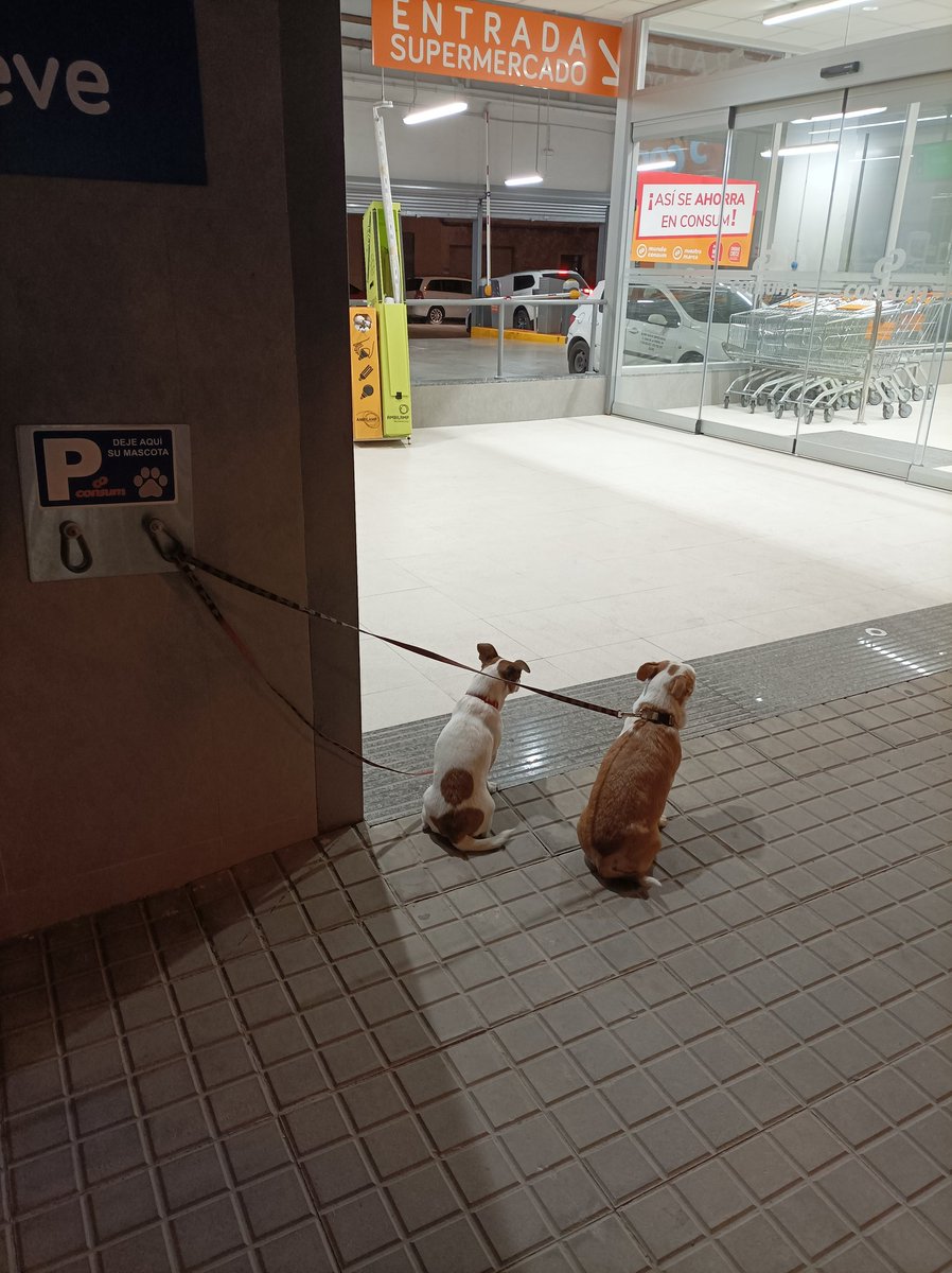 ronarru's tweet photo. ¿Tienes que ir al súper? Pues deja a los perros en tu casa. No hagas esto.
-Los pueden robar
-Pasan frío/calor
-Se estresan
-Pasan ansiedad/miedo
-Les puede hacer daño cualquier persona

¡Saca al perro en otro momento! https://t.co/W9pqtBMReP