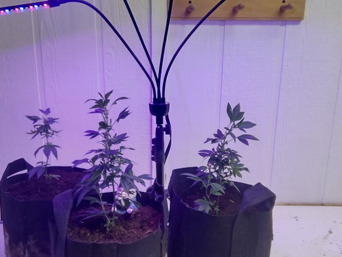 My babies and my pathetic grow room #cannabisgrowing https://t.co/j08SphFPdk<a href="/tag/cannabisgrowing"class="tags">#cannabisgrowing</a>