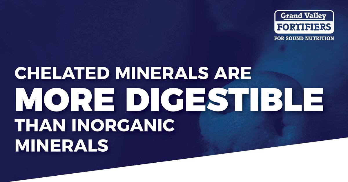 GVF Swine tweet media