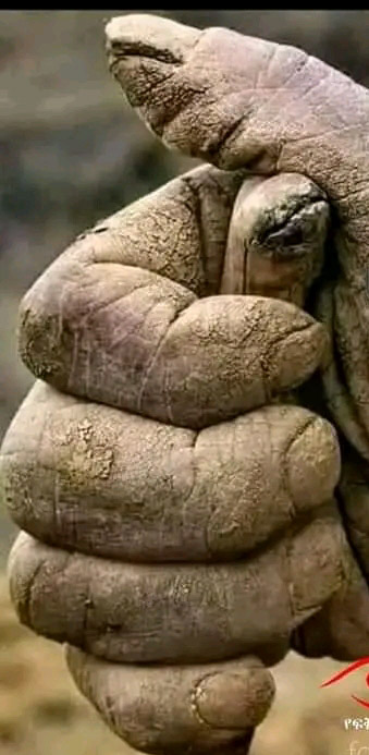 እጃቸው ይህን እስኪመስል ድርስ ቆፍረው ያስተማሩንን ወላጆቻችንን ማሳረፍ ሲገባን በጎሳ ተከፋፍለን ማባላት እርግማን ነው