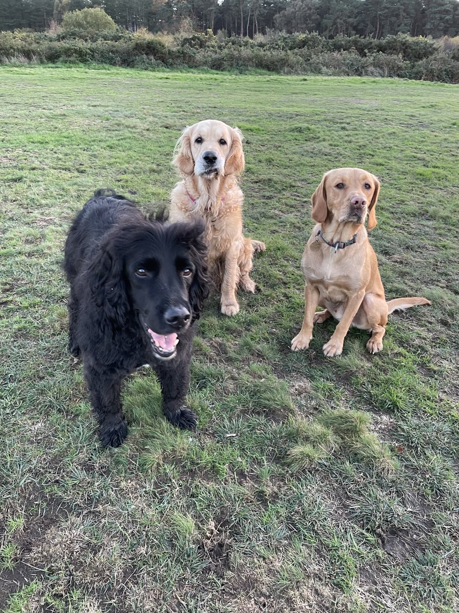 kmcgilchk's tweet photo. @RoyalDevonNHS PAT dogs met up for a walk, whoops they need a wash now @therapydogmaise @PetsAsTherapyUK https://t.co/XEIYSxubz7