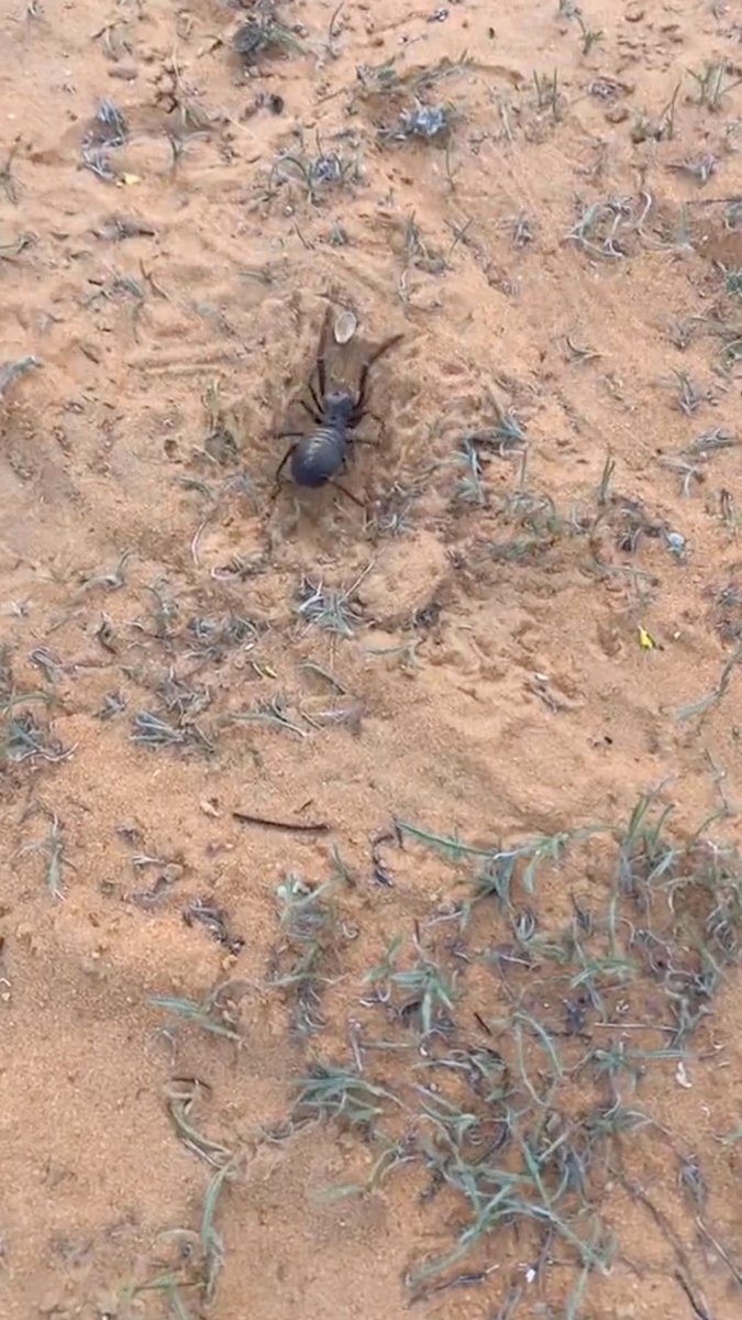 #قاطعو_اعلان_ابوحور
خلوكم من إعلان وهاتوا اسم المخلوق اللي بالصورة⁉️