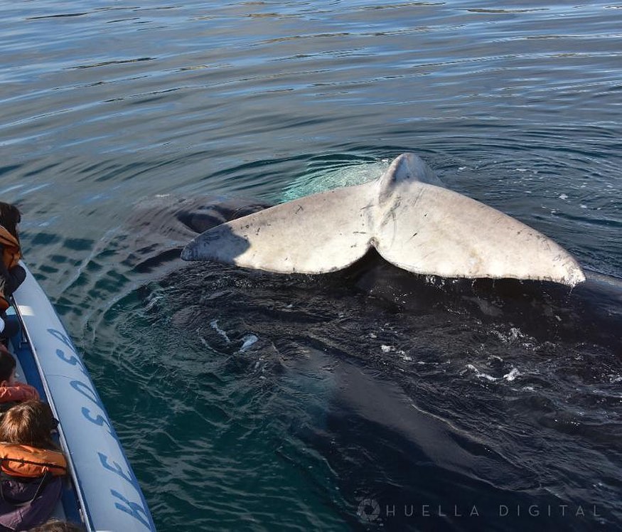 NoticiasPmy's tweet photo. #PuertoMadryn #Turismo #Previaje #ballenas    

Fin de semana largo: Puerto Madryn dentro de los destinos elegidos por PreViaje para el descaso de noviembre  
@madryntravel @MarcosGrosso @TurismoNacionAR
@ChubutPatagonia
PH @PEKESOSA2012 #huelladigital
 
https://t.co/czFG7eemVA https://t.co/FBwW2JT3cl