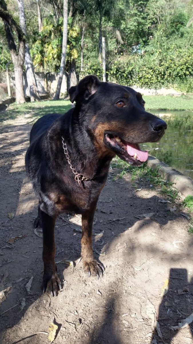kaotinho's tweet image. 🚨Galera, o Eros é um #rottweiler de 8 anos, que há 6 vive em um pequeno canil aqui no abrigo!💔

Desde seu resgate, em 2016, que publicamos sua história e pedido de adoção.😢

A gente não sabe mais o que fazer, mas não podemos aceitar que ele viva uma vida inteira assim. + 🧶