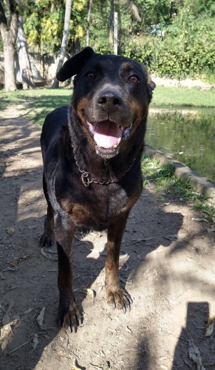 kaotinho's tweet image. 🚨Galera, o Eros é um #rottweiler de 8 anos, que há 6 vive em um pequeno canil aqui no abrigo!💔

Desde seu resgate, em 2016, que publicamos sua história e pedido de adoção.😢

A gente não sabe mais o que fazer, mas não podemos aceitar que ele viva uma vida inteira assim. + 🧶